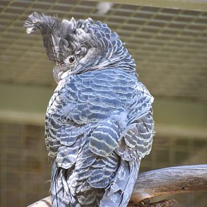 Gang-gang Cockatoo (Callocephalon fimbriatum)