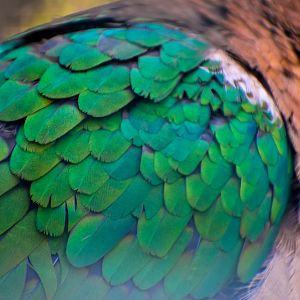An Emerald Wing