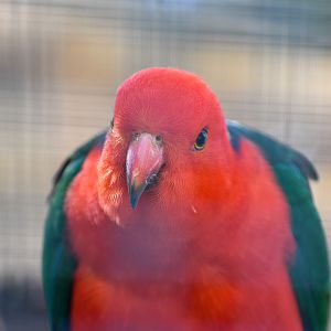 Australian King Parrot (Alisterus scapularis)