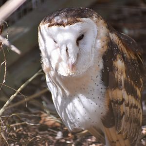 Australasian Grass Owl (Tyto longimembris)