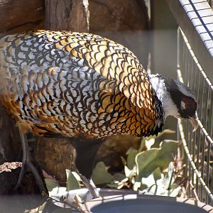 Reeves's Pheasant (Syrmaticus reevesii)