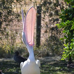 Australian Pelican (Pelecanus conspicillatus)
