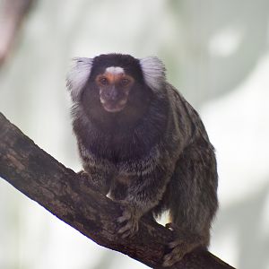 Common Marmoset (Callithrix jacchus)