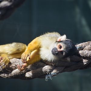 Bolivian Squirrel Monkey (Saimiri boliviensis)