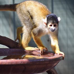 Bolivian Squirrel Monkey (Saimiri boliviensis)