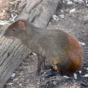 Red-rumped Agouti (Dasyprocta leporina)