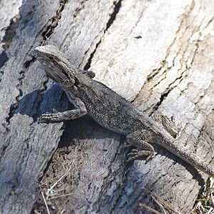 Eastern Bearded Dragon (Pogona barbata)