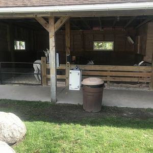 Petting Zoo- Alpaca & Domestic Goat Exhibits