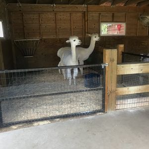 Petting Zoo- Alpaca Exhibit