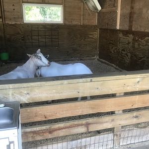 Petting Zoo- Domestic Goat Exhibit