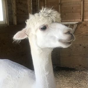 Alpaca