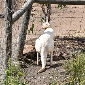 White Red Kangaroo