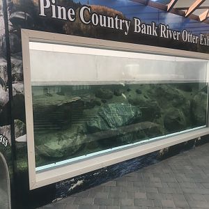 Pine Country Bank River Otter Exhibit