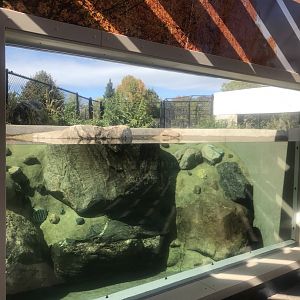 Pine Country Bank River Otter Exhibit