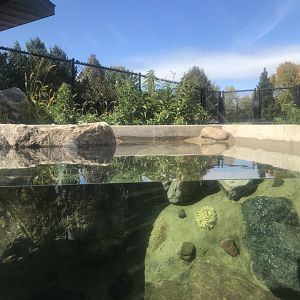 Pine Country Bank River Otter Exhibit