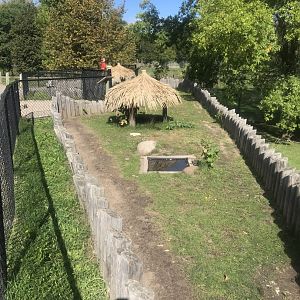 Spurred Tortoise Exhibit