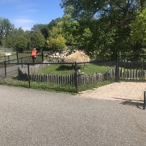 Spurred Tortoise Exhibit