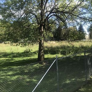 American Bison/American Elk Exhibit