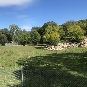 American Bison/American Elk Exhibit