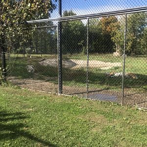 Amur/Generic Tiger Exhibit
