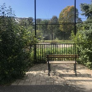 Amur/Generic Tiger Exhibit