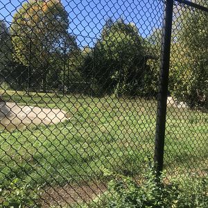 Amur/Generic Tiger Exhibit