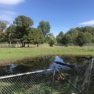 American Bison/American Elk Exhibit