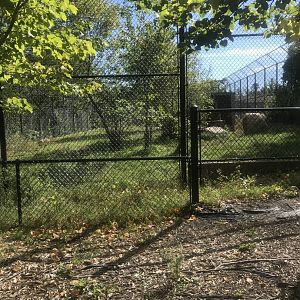 Amur/Generic Tiger Exhibit