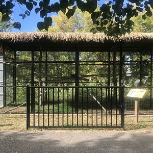 Red-Tailed Hawk Exhibit