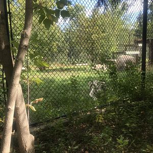 Amur/Generic Tiger Exhibit