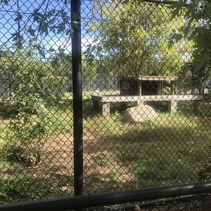Arctic Wolf Exhibit