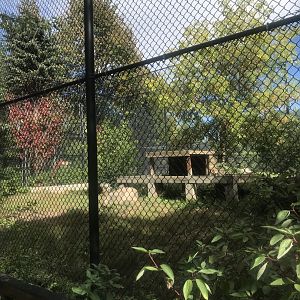 Arctic Wolf Exhibit