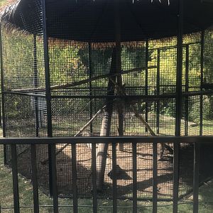 North American Porcupine Exhibit