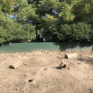 Prairie Dog Exhibit
