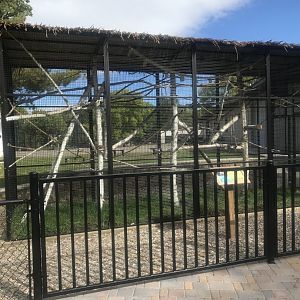Squirrel Monkey Exhibit