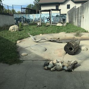 Arctic Fox Exhibit