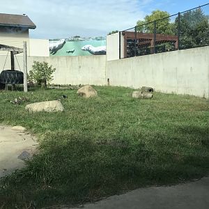 Red Fox Exhibit