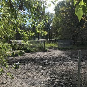 Plains Zebra Exhibit