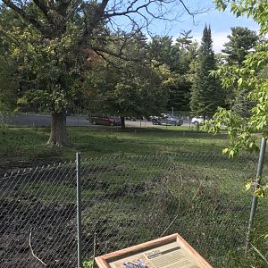 Plains Zebra Exhibit