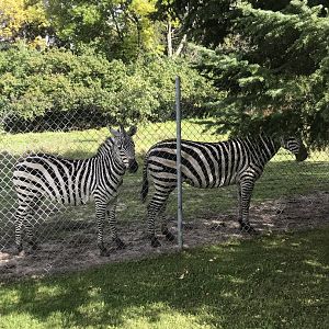 Plains Zebras
