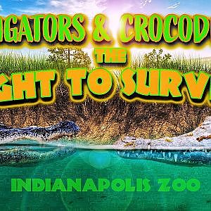NEW! Alligators & Crocodiles: The Fight to Survive | Zoo Tours