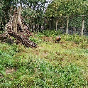 Taiga Musk Deer exhibit