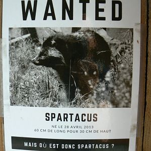 Ecozonia - Raccoon dog Spartacus sign