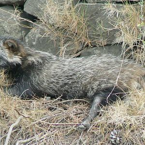 Ecozonia - Raccoon dog resting (was too hot)
