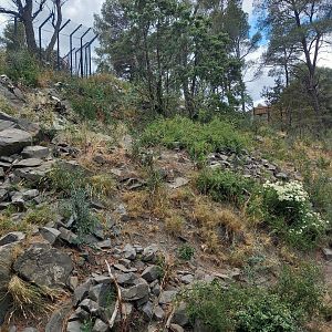 Ecozonia - Chinese dhole breeding pair enclosure