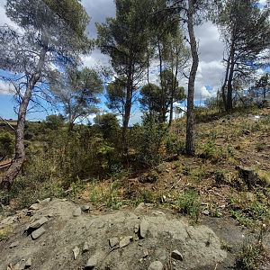 Ecozonia - Chinese dhole breeding pair enclosure
