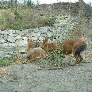 Ecozonia - Chinese dholes breeding pair