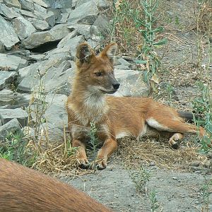 Ecozonia - Chinese dhole