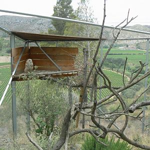 Ecozonia - Great grey-owl and eurasian eagle-owls aviary