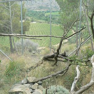 Ecozonia - Great grey-owl and eurasian eagle-owls aviary
